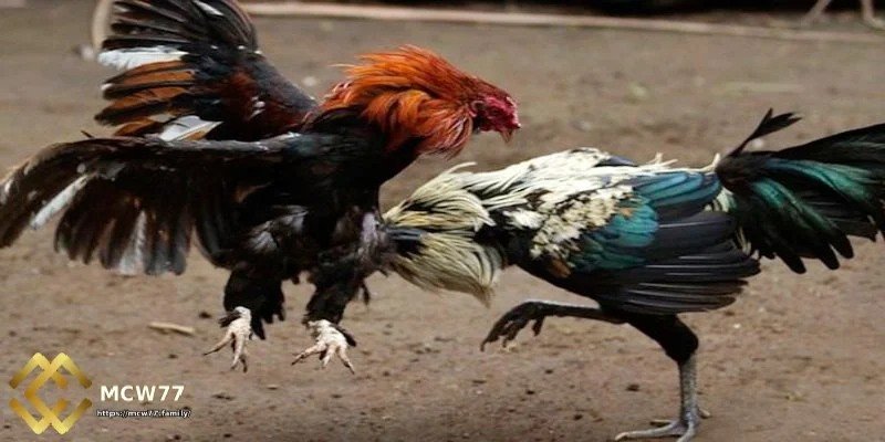মেরন বাজি (গৃহপালিত মুরগির জয়)