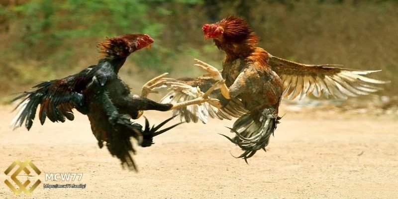 মনি লাইন কিও (আমেরিকান স্টাইল)